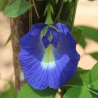 Clitoria